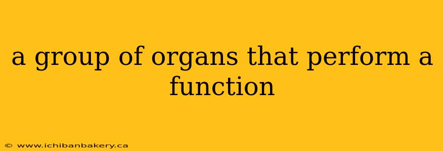 a group of organs that perform a function