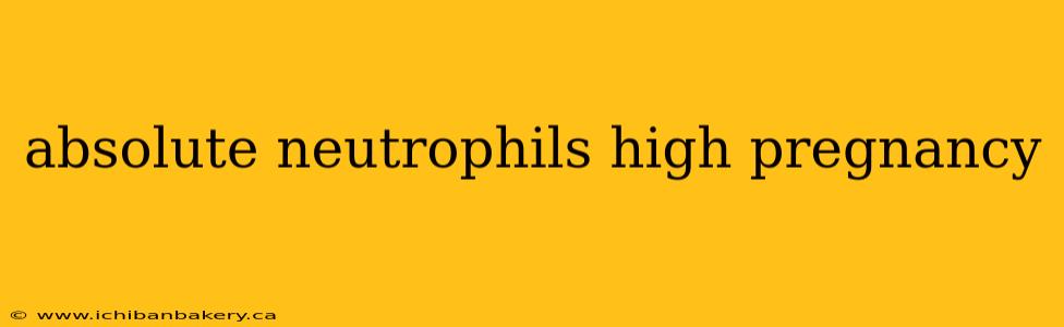 absolute neutrophils high pregnancy