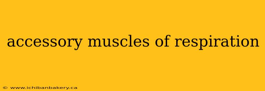 accessory muscles of respiration