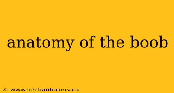 anatomy of the boob