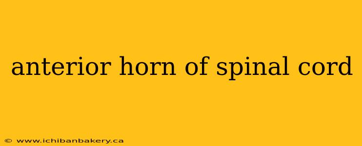anterior horn of spinal cord