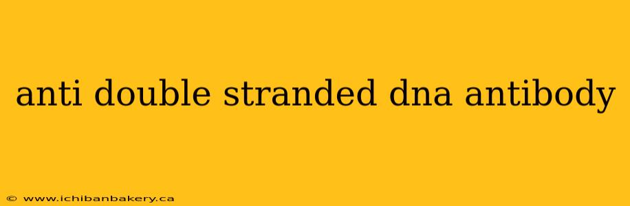 anti double stranded dna antibody