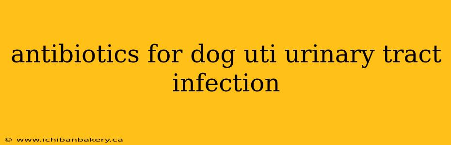 antibiotics for dog uti urinary tract infection