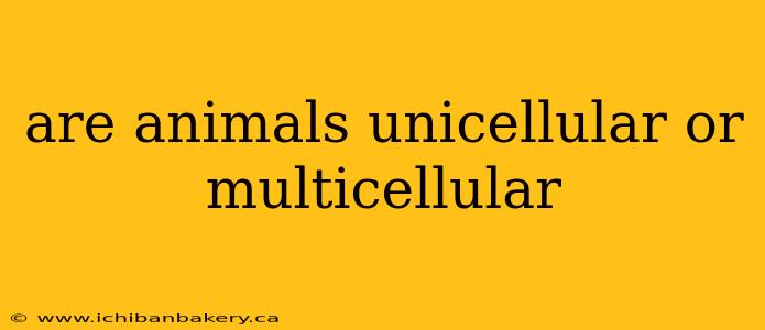 are animals unicellular or multicellular