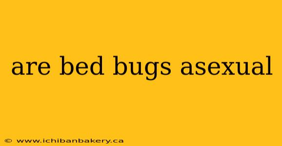 are bed bugs asexual