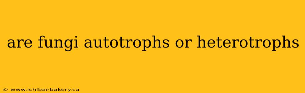 are fungi autotrophs or heterotrophs