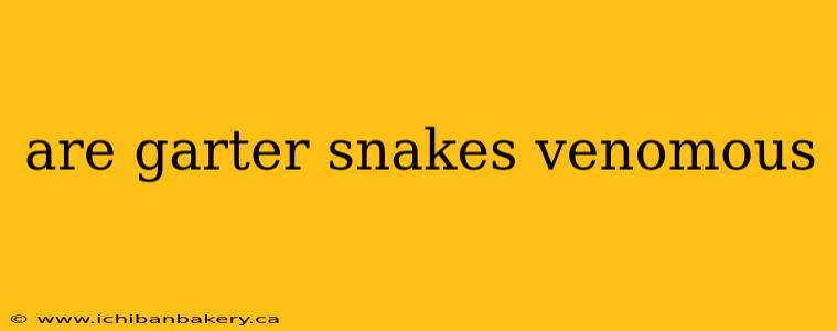 are garter snakes venomous
