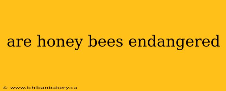 are honey bees endangered