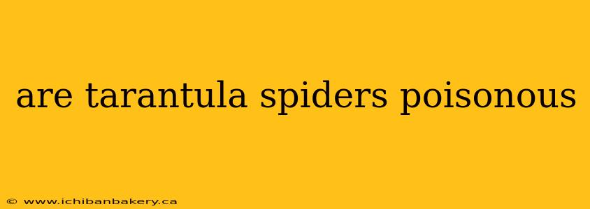 are tarantula spiders poisonous