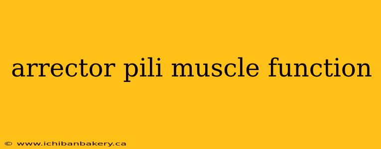 arrector pili muscle function