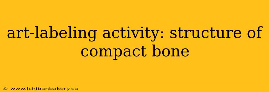 art-labeling activity: structure of compact bone