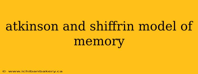 atkinson and shiffrin model of memory