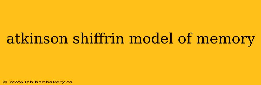 atkinson shiffrin model of memory