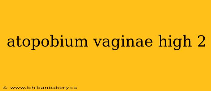 atopobium vaginae high 2