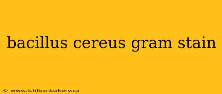 bacillus cereus gram stain