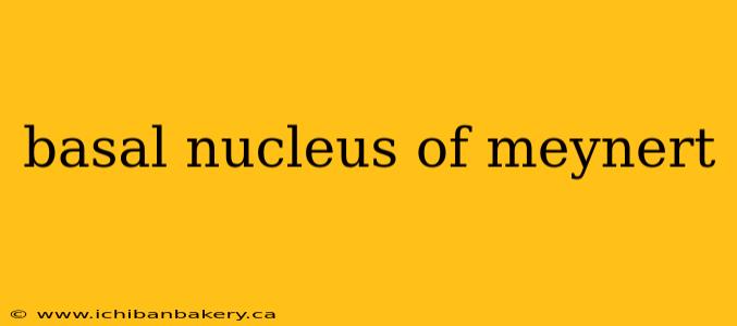 basal nucleus of meynert