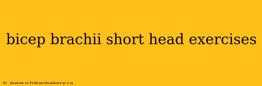bicep brachii short head exercises