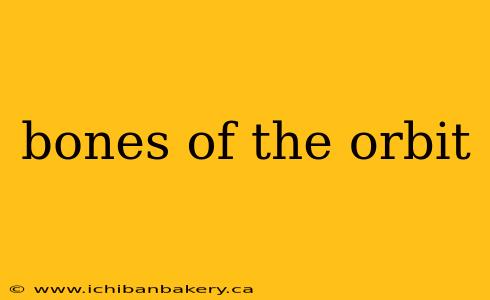 bones of the orbit