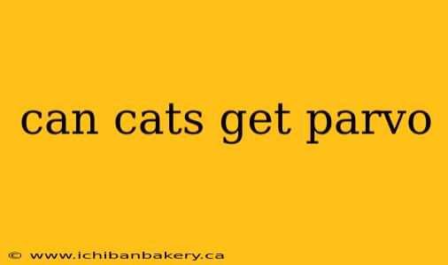can cats get parvo