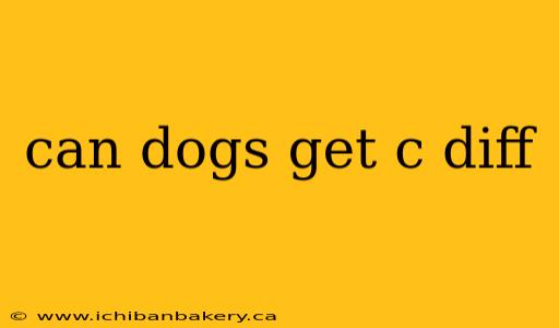 can dogs get c diff