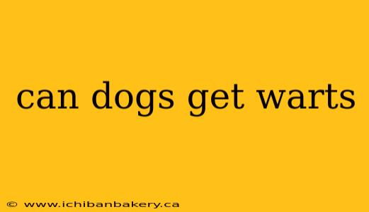 can dogs get warts