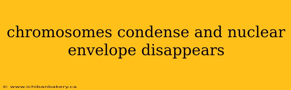chromosomes condense and nuclear envelope disappears