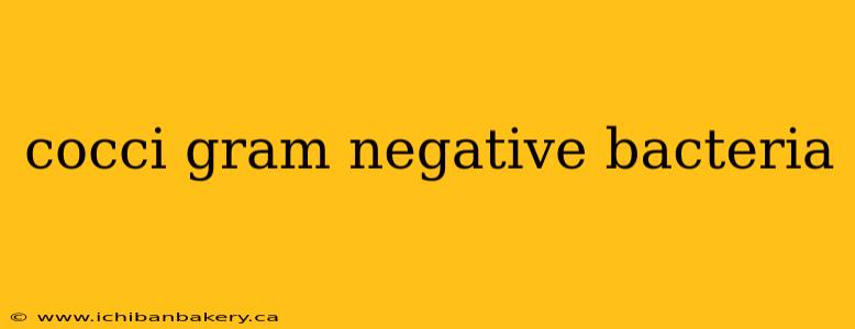 cocci gram negative bacteria