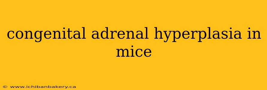congenital adrenal hyperplasia in mice