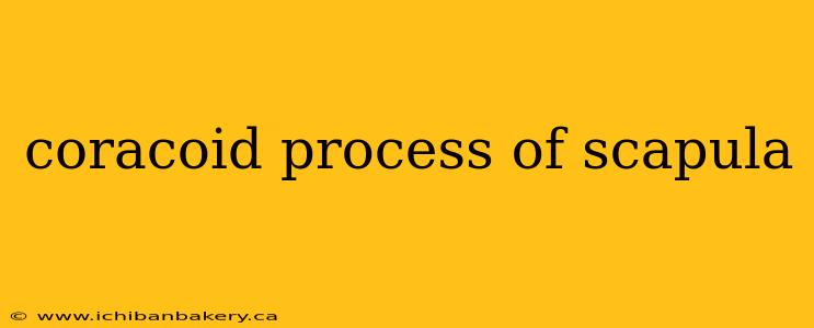 coracoid process of scapula