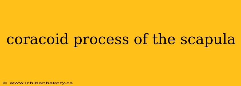 coracoid process of the scapula