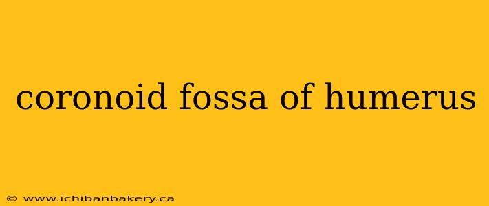 coronoid fossa of humerus