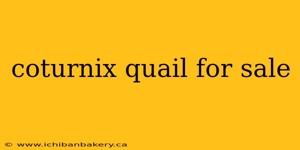 coturnix quail for sale
