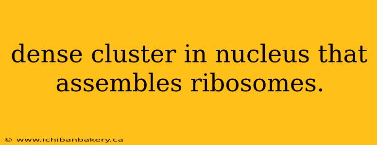 dense cluster in nucleus that assembles ribosomes.