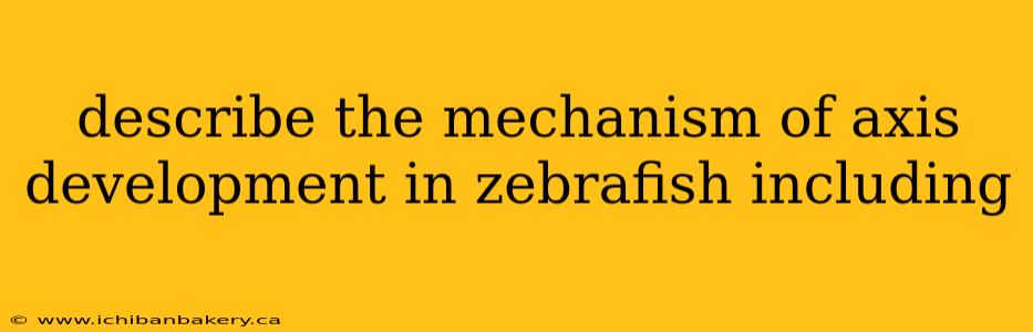 describe the mechanism of axis development in zebrafish including