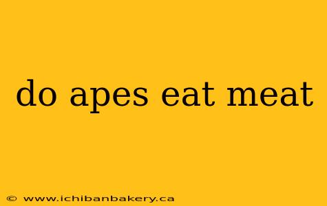 do apes eat meat