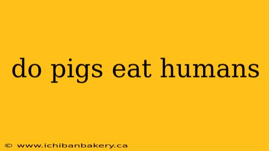 do pigs eat humans