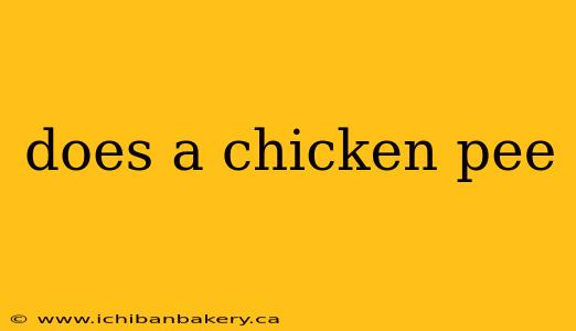 does a chicken pee