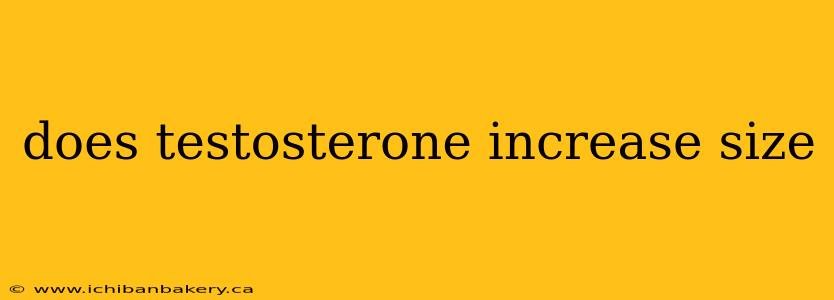 does testosterone increase size