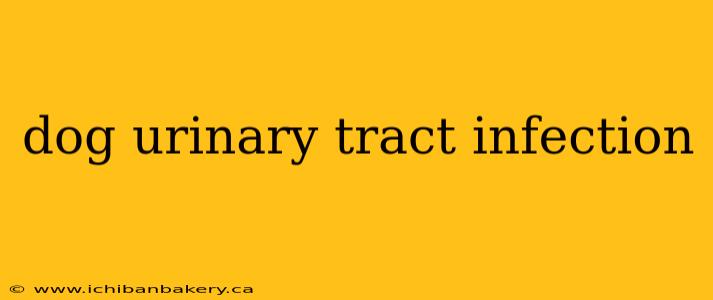 dog urinary tract infection