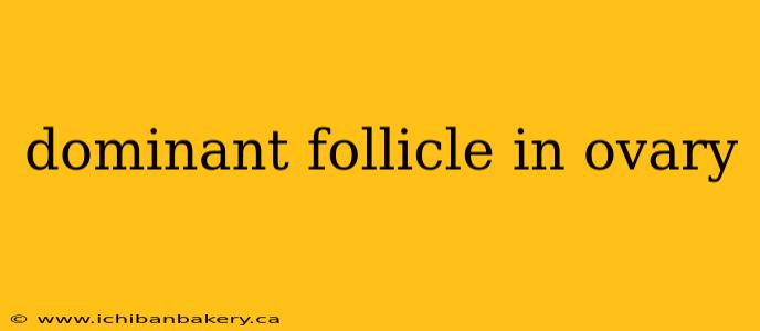 dominant follicle in ovary