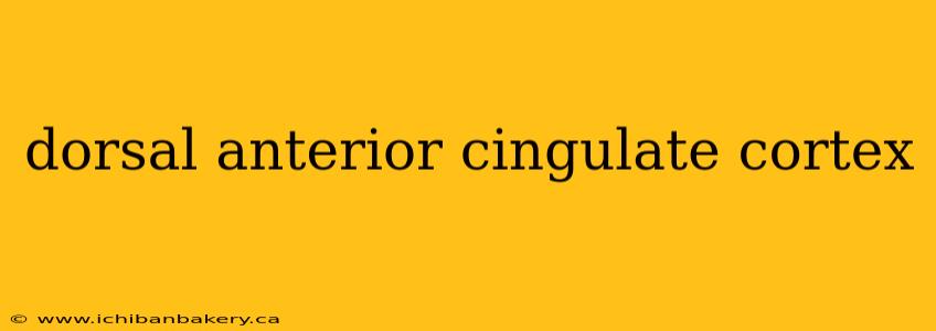 dorsal anterior cingulate cortex