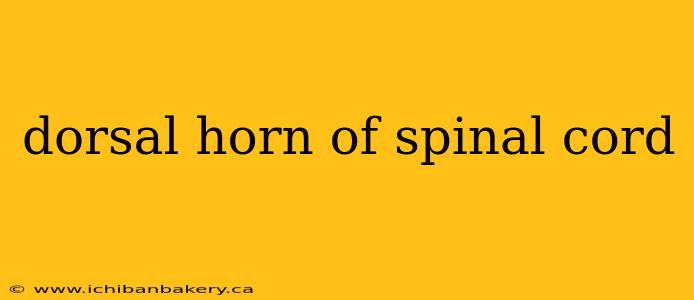 dorsal horn of spinal cord