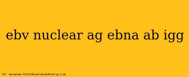 ebv nuclear ag ebna ab igg