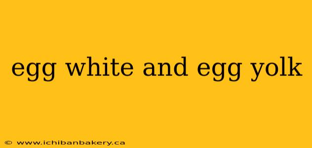 egg white and egg yolk