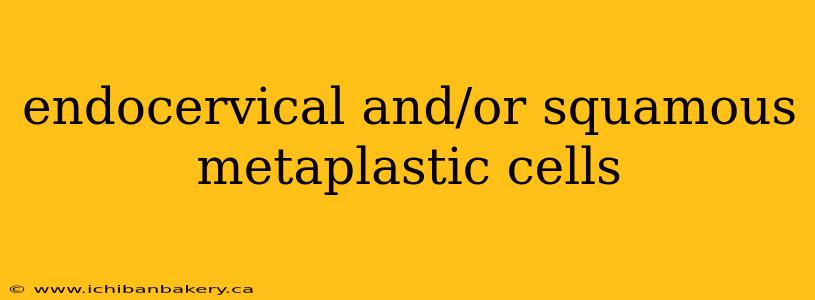 endocervical and/or squamous metaplastic cells