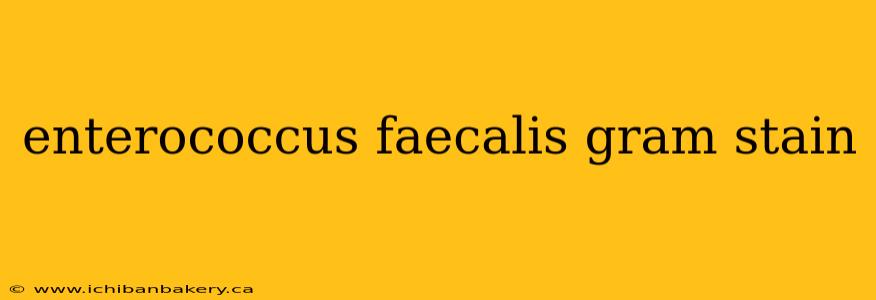 enterococcus faecalis gram stain