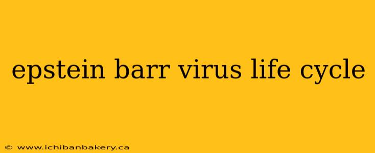 epstein barr virus life cycle