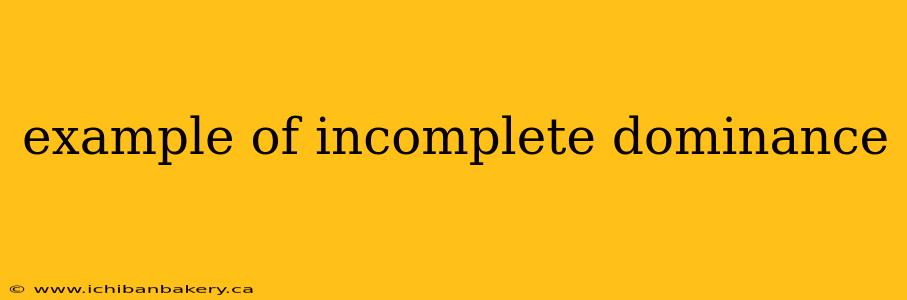 example of incomplete dominance