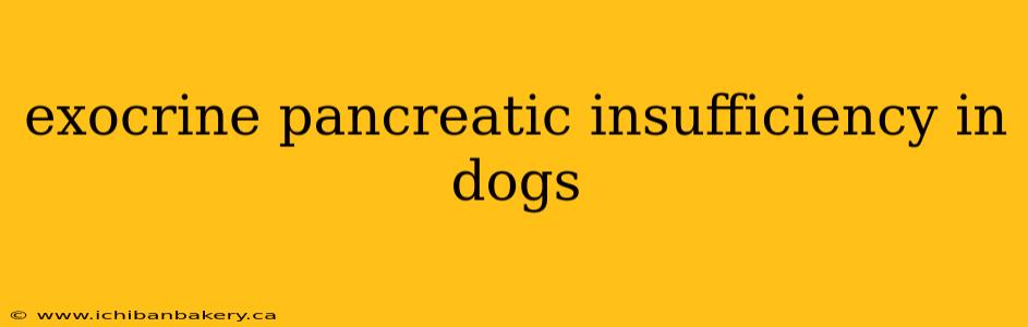 exocrine pancreatic insufficiency in dogs