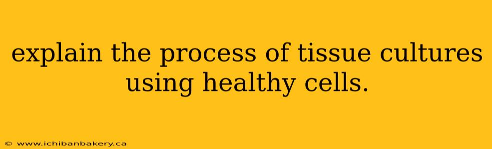 explain the process of tissue cultures using healthy cells.